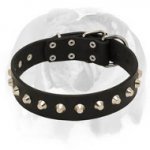 'Daily Elegance' English Bulldog Stylish Leather Dog Collar