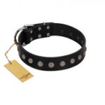 "Silver Flower" Exclusive FDT Artisan Black Leather English Bulldog Collar with Silver-Like Studs