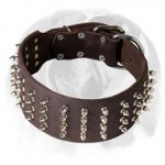 English Bulldog 3 inch Wide Genuine Leather Dog Collar with Spikes