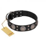 "Sun in Shining" Modern FDT Artisan Black Leather English Bulldog Collar with Studs and Stars