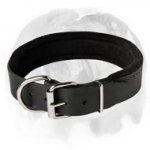 English Bulldog Leather Dog Collar Padded with Thick Felt