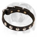 Puppy Collar Decorated With Half-Ball Studs for Gorgeous Look of your Doggie