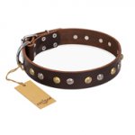 "Rare Flower" FDT Artisan Brown Leather English Bulldog Collar Adorned with Old-look Hemisphere Studs
