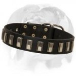 Nifty Leather Dog Collar specially for your English Bulldog