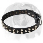 Glorious leather dog collar with pyramids for English Bulldog breed