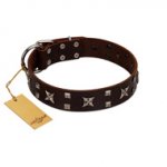 "Bigwig Woof" FDT Artisan Brown Leather English Bulldog Collar with Chrome Plated Stars and Square Studs