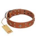 "Dreamy Gleam" FDT Artisan Tan Leather English Bulldog Collar Adorned with Stars and Squares