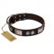 "Baller Status" FDT Artisan Brown Leather English Bulldog Collar Adorned with a Set of Chrome Plated Studs and Plates
