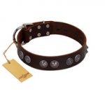 "King Arthur" FDT Artisan Brown Leather English Bulldog Collar with Spiky Plates