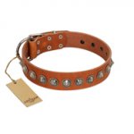 "Silver Spike" Handmade FDT Artisan Tan Leather English Bulldog Collar with Old Silver-Like Spikes