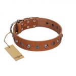 "Silver Age" Fashionable FDT Artisan Tan Leather English Bulldog Collar with Silver-Like Studs
