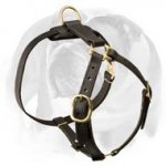 Creatively designed leather dog harness for English Bulldog breed