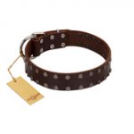 "Star Party" Handmade FDT Artisan Brown Leather English Bulldog Collar with Silver-Like Studs