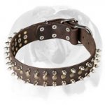 English Bulldog Leather Dog Collar With Spikes and Studs