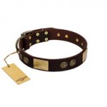 "Bow-Wow Effect" FDT Artisan Brown Leather English Bulldog Collar with Plates and Ornate Studs
