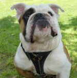 Leather tracking/walking dog harness padded bulldog dog harness