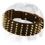 Shimmering Leather Dog Collar with Brass Spikes Designed for English Bulldog Breed