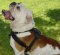 Super Light Weight Tracking/Pulling Leather Dog Harness For English Bulldog