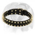English Bulldog Protective Leather Dog Collar with Brass Spikes