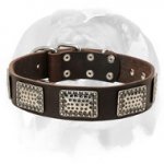 English Bulldog Leather Dog Collar Decorated with Gorgeous Massive Nickel Plates