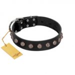"Bizarre Affection" Designer Handmade FDT Artisan Black Leather English Bulldog Collar