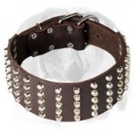 English Bulldog Large Genuine Leather Dog Collar Decorated with Studs
