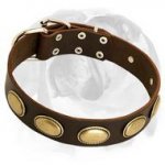 Elegant look in leather dog collar with vintage oval plates for English Bulldog