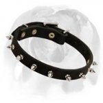 Exclusive Spiked Dog Collar for English Bulldog breed
