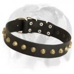 Wide Leather Dog Collar With Brass Pyramids Designed for English Bulldog Breed
