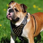 Posh Studded Walking Dog Harness for English Bulldog breed