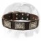 English Bulldog Leather Dog Collar Decorated with Gorgeous Massive Nickel Plates