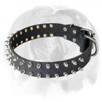 English Bulldog Leather Dog Collar with 2 Rows of Spikes