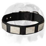 Nylon Dog Collar With Large Vintage Nickel Plates for Your English Bulldog breed