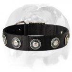 Incredible Doggy's Look with Nylon Dog Collar Decorated with Conchos