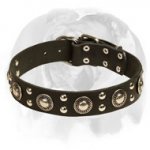English Bulldog ‘Silver Knight’ Leather Dog Collar for Walking and Training