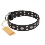 "Refined Essence" FDT Artisan Black Leather English Bulldog Collar with Silvery Studs