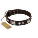 "Baller Status" FDT Artisan Brown Leather English Bulldog Collar Adorned with a Set of Chrome Plated Studs and Plates