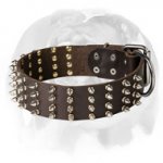 English Bulldog 2 inch Wide Leather Dog Collar with Spikes