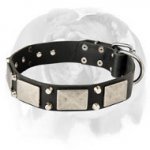 Splendid English Bulldog Collar decorated with nickel plates and pyramids