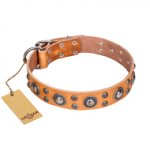 'Extra Sparkle' FDT Artisan Handcrafted English Bulldog Tan Leather Dog Collar