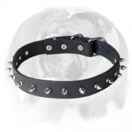 English Bulldog Leather Dog Collar with 1 Row of Spikes and Rivets