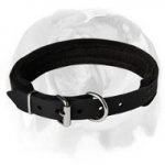 English Bulldog Breed Leather Collar forTraining and Regular Walking