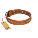"Precious Relic" FDT Artisan Tan Leather English Bulldog Collar Adorned with Old Bronze Look Studs