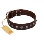 "Dark Chocolate" Handmade FDT Artisan Brown Leather English Bulldog Collar with Studs