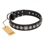 "Strict Elegance" FDT Artisan Black Leather English Bulldog Collar with Decorations