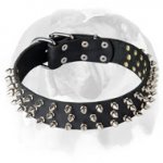English Bulldog Wide Adjustable Strap Full Grain Leather Dog Collar with Spikes