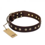 "Bronze Sheen" FDT Artisan Leather English Bulldog Collar with Brass-Plated Studs