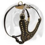 Royal Dog Harness For English Bulldog Decorated With Brass Studs