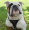 Leather tracking/walking dog harness padded bulldog dog harness