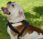 Super Light Weight Tracking/Pulling Leather Dog Harness For English Bulldog